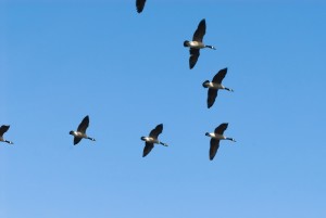 Migrating geese