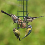 Birds tweeting at feeder