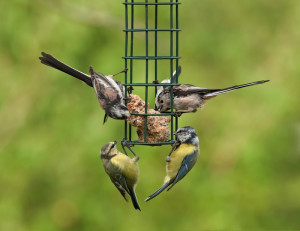 Birds tweeting at feeder