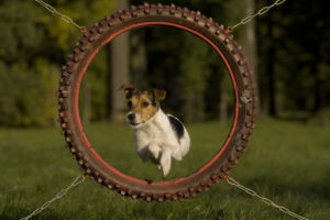Dog jumping through hoops